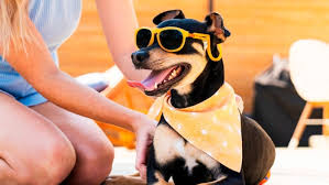 Pets & Animals Coupons